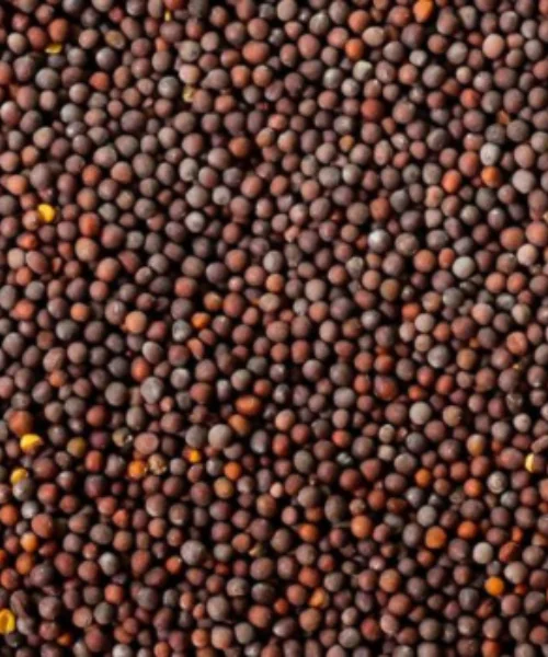Mustard Seed